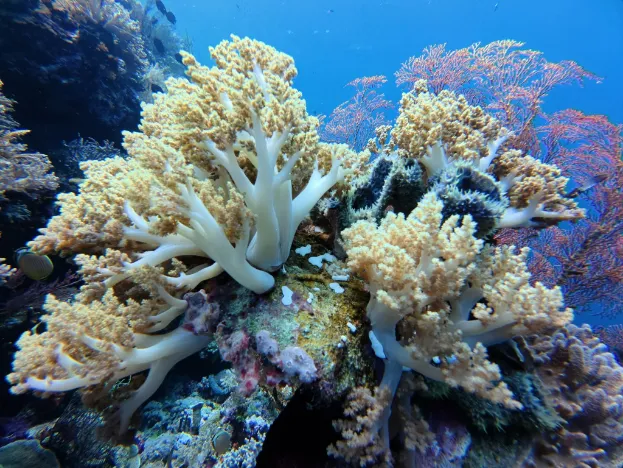 Tomia Coral Reef Snorkeling
